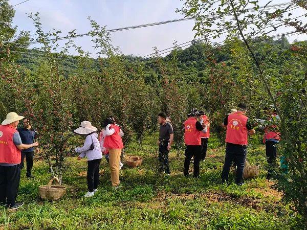 【我为群众办实事】红花椒遇上 “志愿红” 助农采摘情谊浓