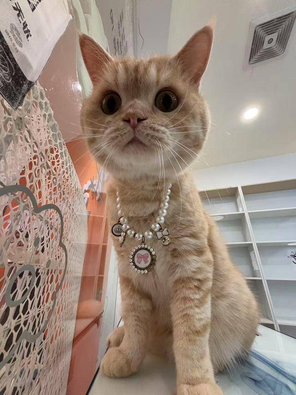 润土家：从小城一隅到行业头部，猫咖品牌的逆袭之路