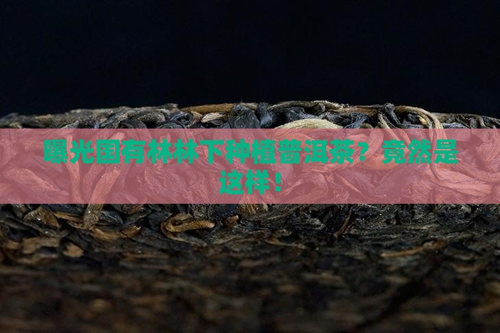 曝光国有林林下种植普洱茶