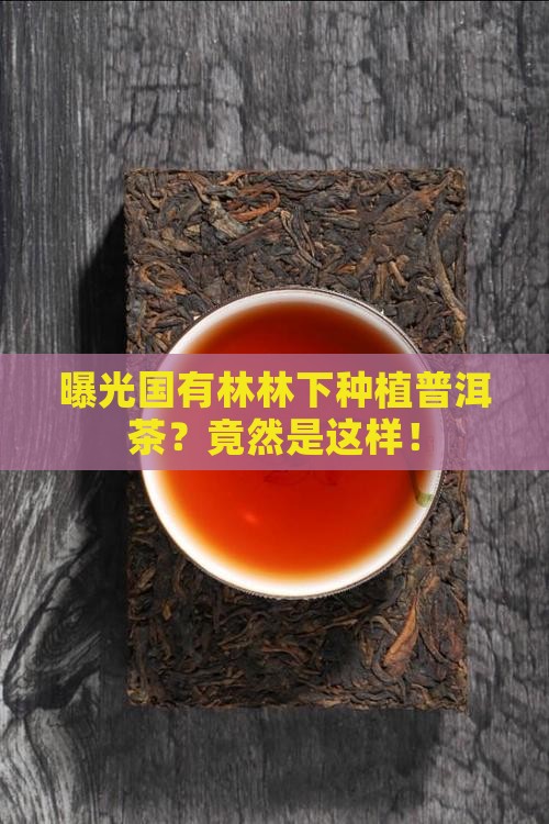 曝光国有林林下种植普洱茶