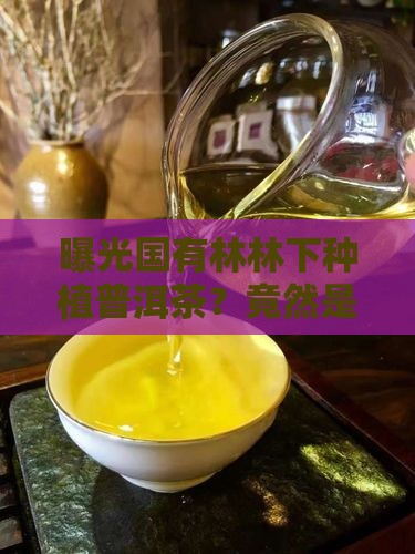 曝光国有林林下种植普洱茶