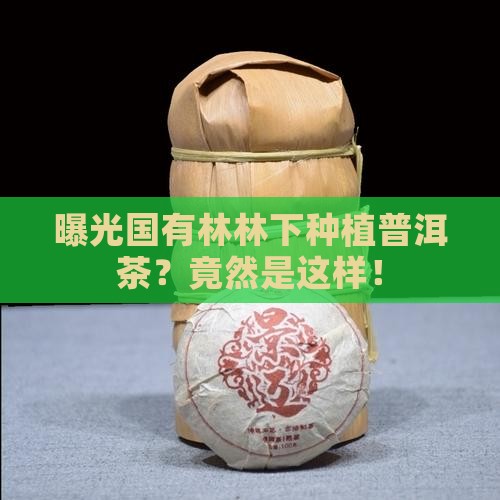 曝光国有林林下种植普洱茶