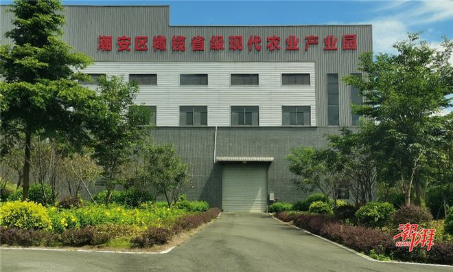 从田间到车间：科技与产业双向奔赴 共绘潮州橄榄高质量发展新图景