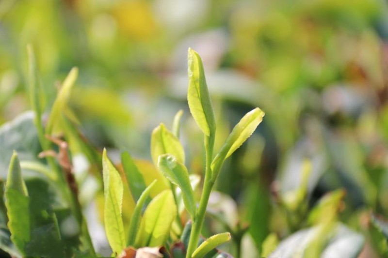 日照绿茶开启“茶庄时代”