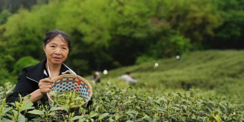 聚焦茶博会丨正安这一“业”，身价超10亿