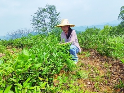 科技点金，让野生古茶长出“黄金叶”