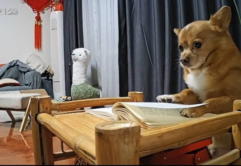 让狗狗成“影帝” 苍蝇当“演员”?千万级博主柯铭揭秘视频创作幕后丨封面深镜